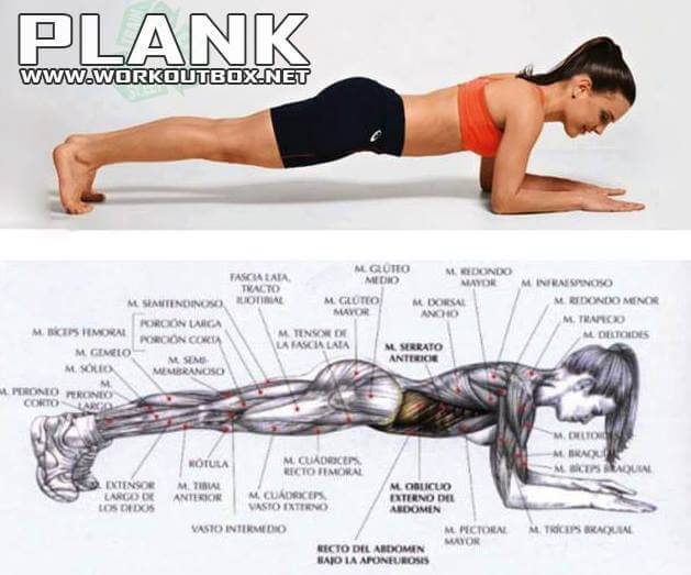 Plank Workout - Sixpack Exercise Healthy Fitness Ab Crunch Situp