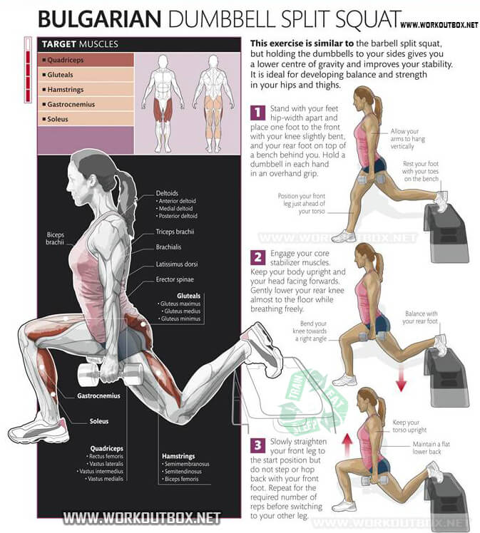 Bulgarian Dumbbell Split Squat - Healthy Fitness Exercise Squats