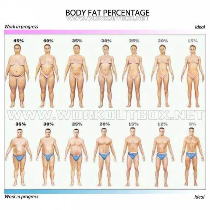 Body Fat Percentage - Healthy Fitness Fat Skinny Normal Full KFA