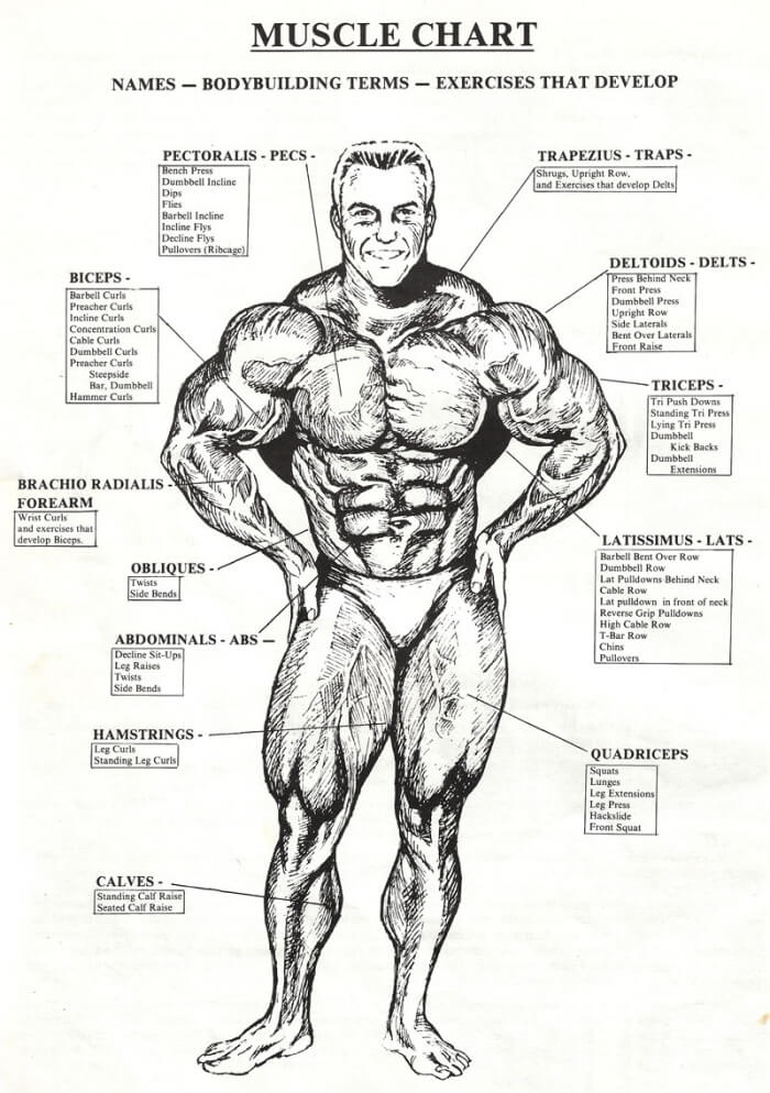 Muscle Names Chart / Anatomytools : There are around 650 skeletal