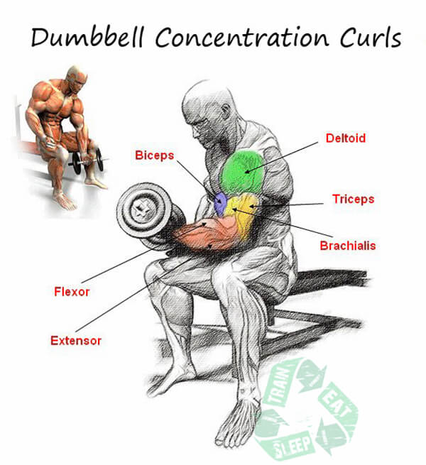 Dumbbell Concentration Curls - Biceps Workout Exercises Triceps