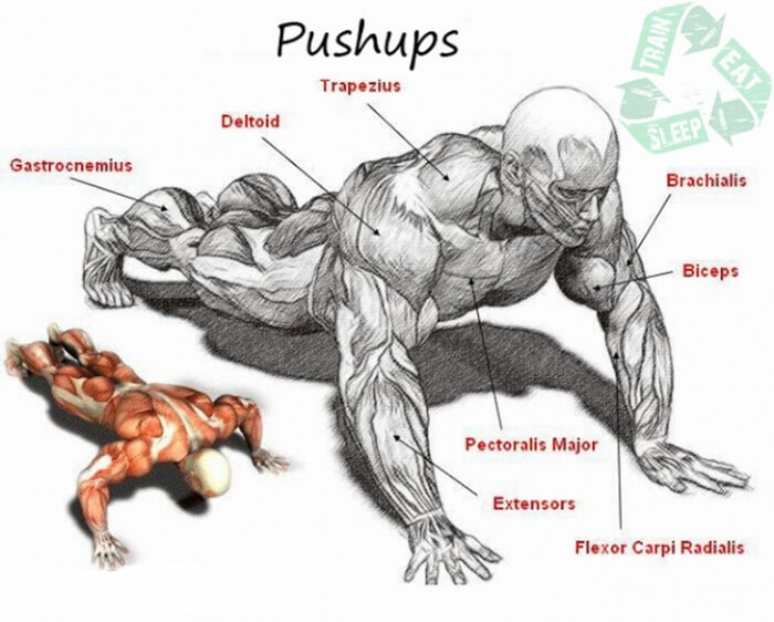 Pushups - Chest Workout Shoulder Tricep Arms Exercises Sixpack