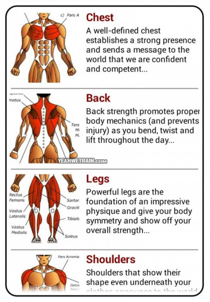 3 Day Chest-Back/Arms/Shoulders/Legs Split by alexander.smeshnoy