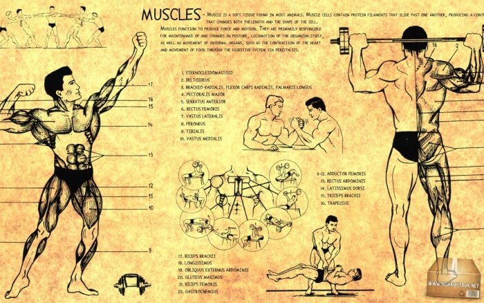 Muscles Information - Healthy Fitness Workouts Biceps Charts Abs