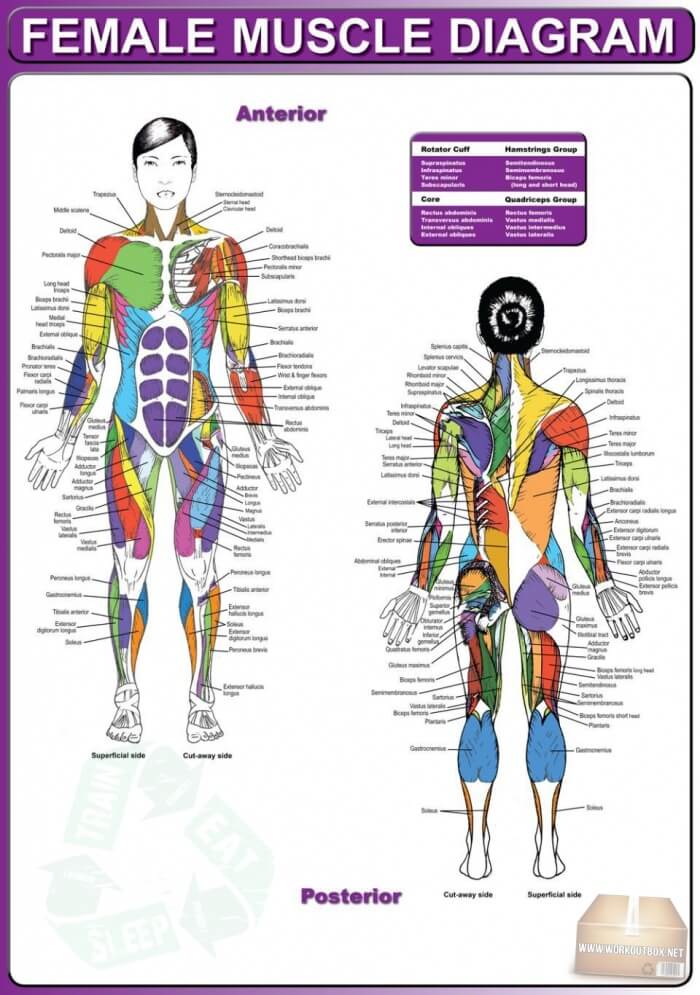 Female Muscle Diagram - Woman Fitness Plan Workout Training Abs