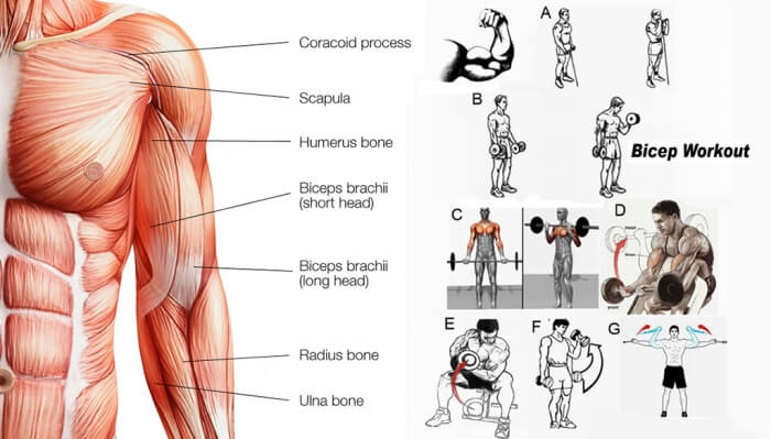 Hardcore Biceps Workout - Healthy Training Arms Core Sixpack Abs