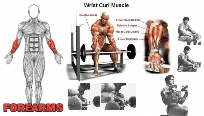 Forearms: Wrist Curl Muscle - Healthy Fitness Workout Tips Bicep