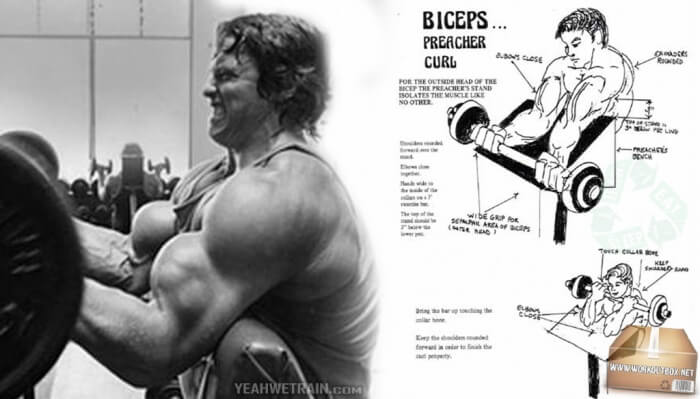 Biceps Preacher Curl - Big Arms Workout Healthy Fitness Arnold