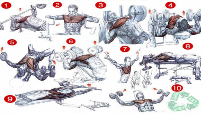 Bodybuilding Chest Exercises Chart Hd