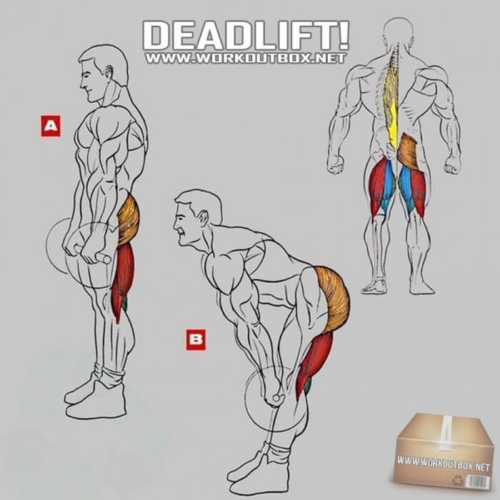 Deadlift - Exercise For Low Back Butt Legs Core Profi Training