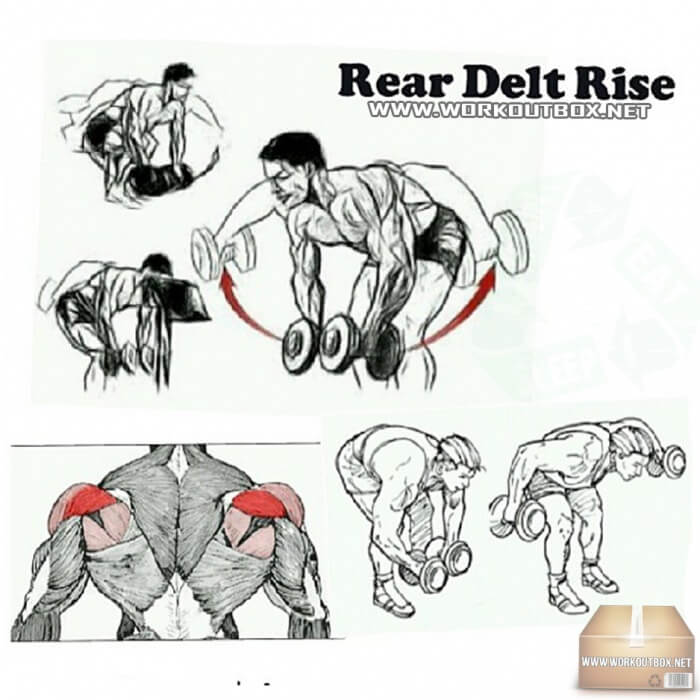 Rear Delt Rise - Exercise For High Back Shoulders Neck Strong Ab