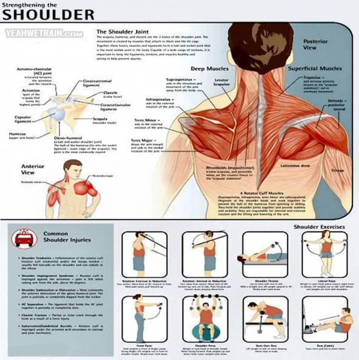 Strengthening The Shoulder ! Shoulder Injuries Fitness Workout