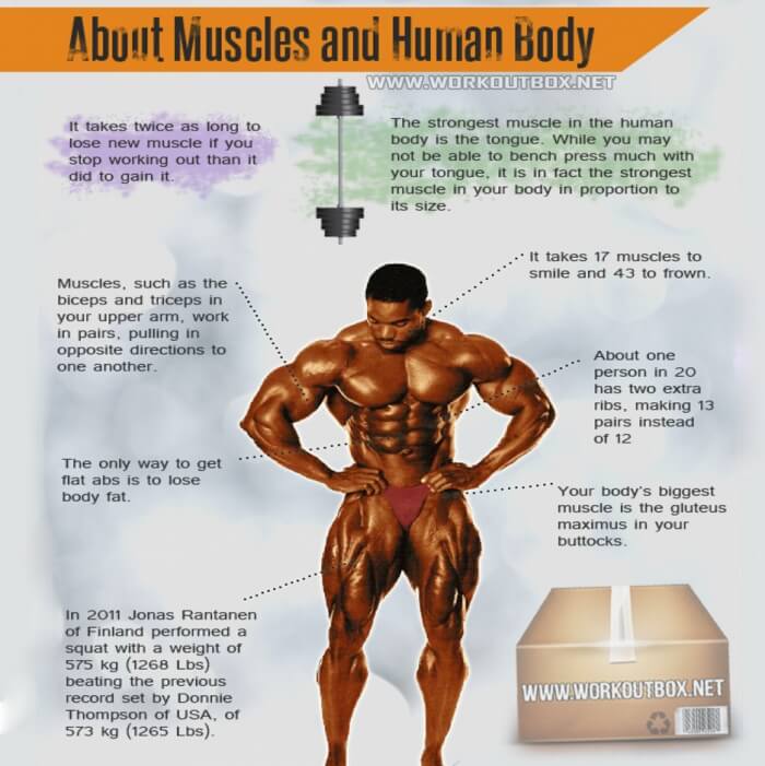 About Muscles And Human Body - Interesting Fitness Facts Workout