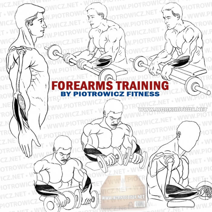 Forearms Training - Train Your Arms For More Grips Biceps Tricep