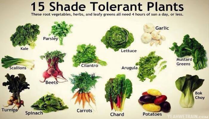 15 Shade Tolerant Plants - Healthy Fitness Recipes Tips Tricks