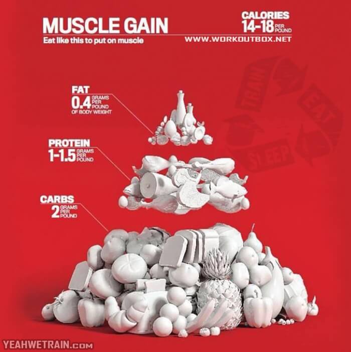 Muscle Gain ! Eat Like This To Put On Muscle - What Do You think