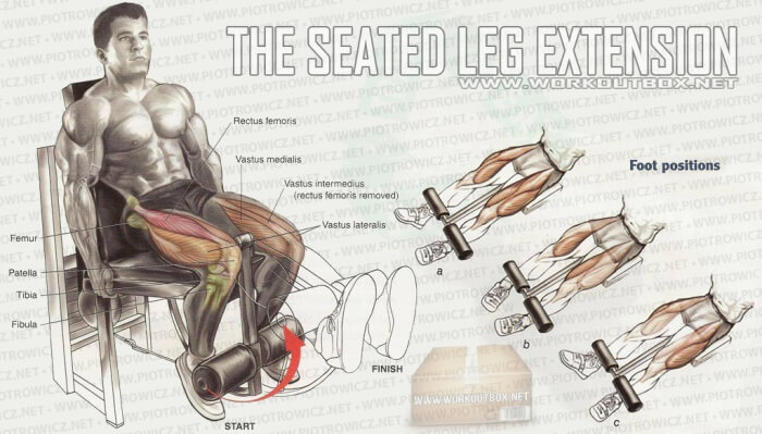 The Seated Leg Extension - Legs Workout Healthy Fitness Calves !