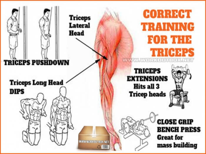 Correct Training For The Triceps - Healthy Fitness Workout Plan