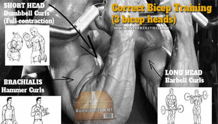Correct Biceps Training ! 3 Bicep Heads Fitness Workout Plan Arm