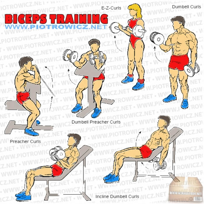 Biceps Training - Hardcore Arm Exercises And Workout Routines Ab