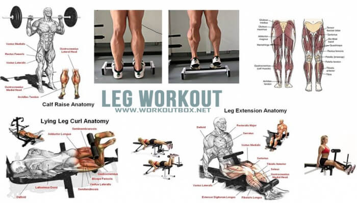 Leg Workout - Healthy Fitness Legs Training Calves Butt Lower Ab