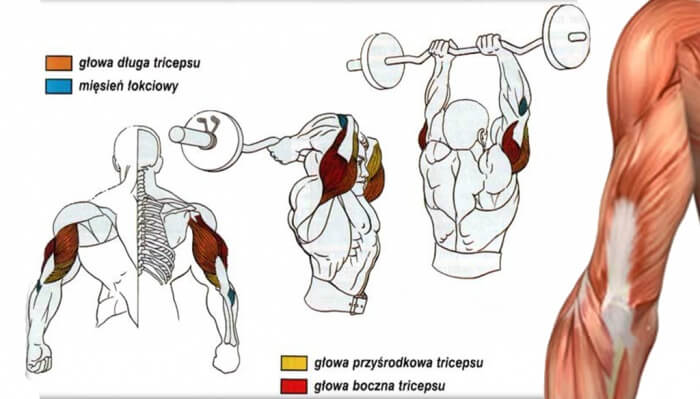 Triceps French Press Exercise - Healthy Fitness Workout Plan Arm