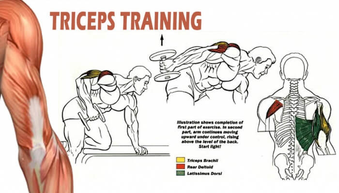 Triceps Dumbbell Kickback Exercise - Healthy Fitness Workout Arm