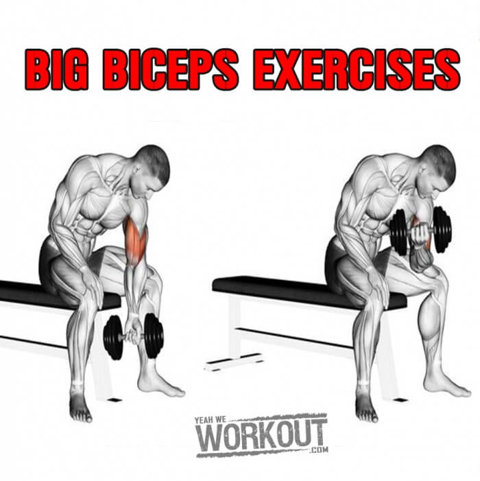 Big Biceps Exercises - Healthy Arm Training Plan Bicep Tricep Ab